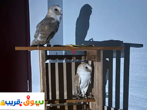 Exotic Barn Owls for Sale