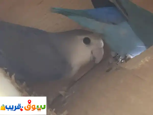 For sale, lovebird pair very urgent