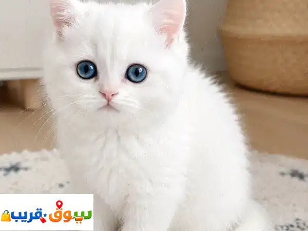 كتن سكوتش u002 F Scottish kitten