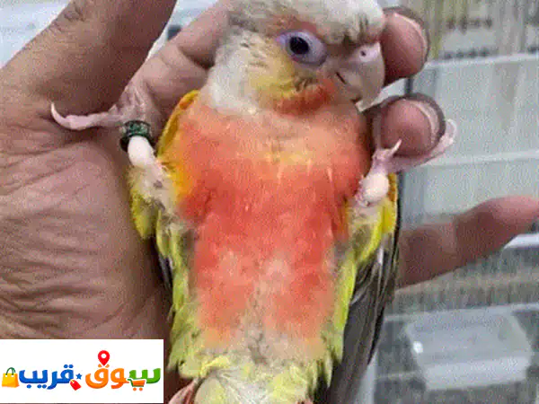Good parrot