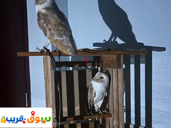 Exotic Barn Owls for Sale