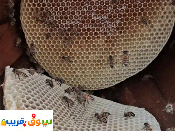 عسل (سمره) صافي من الطائف (عشيره) تتميز منطقة الطائف بكثافة أشجار (السمر) وتنتج النحل أجود العسل ...