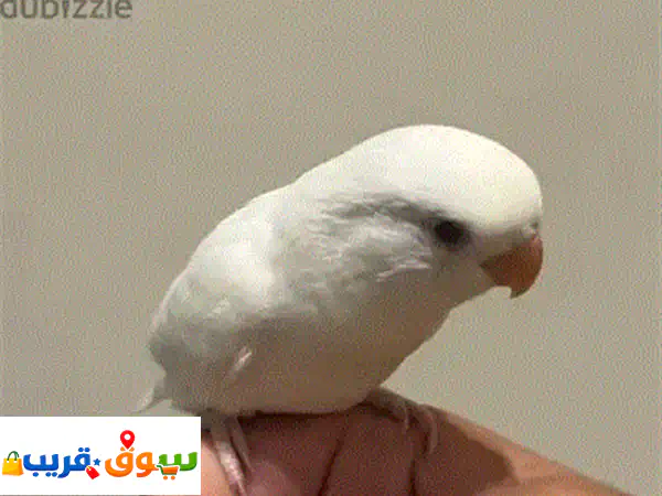 For sale, lovebird pair very urgent