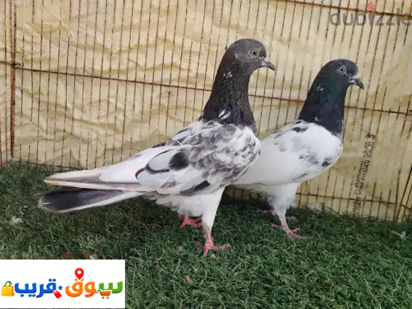 فرصة ذهبية: حمام باكستاني بانكا إناث أصيلة بسعر 5...