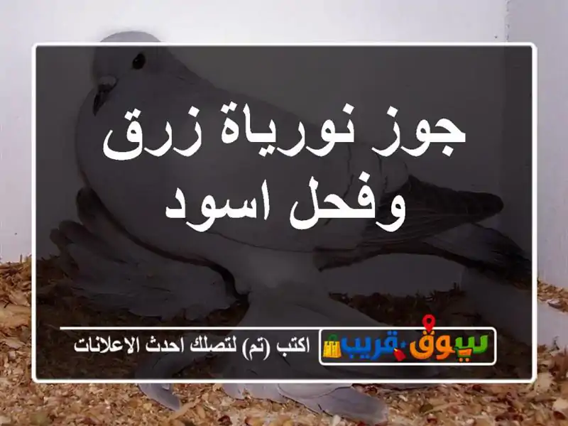 جوز نورياة زرق وفحل اسود