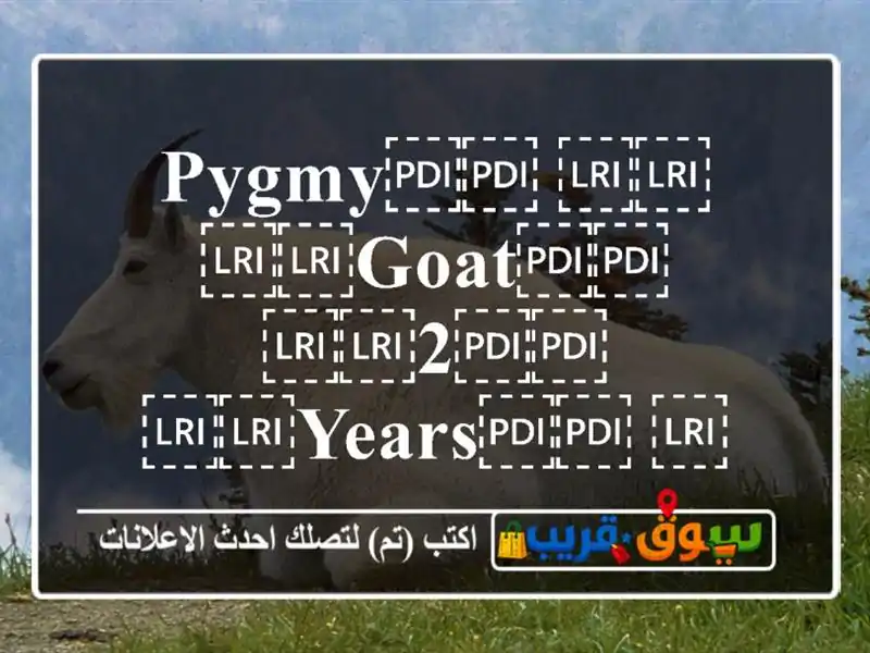 ⁦⁦Pygmy⁩⁩ ⁦⁦goat⁩⁩ ⁦⁦2⁩⁩ ⁦⁦years⁩⁩ ⁦⁦old⁩⁩ ماعز قزم عمره سنتين ⁦⁦2⁩⁩