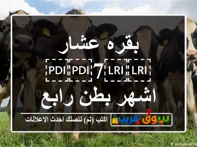 بقره عشار ⁦⁦7⁩⁩ اشهر بطن رابع