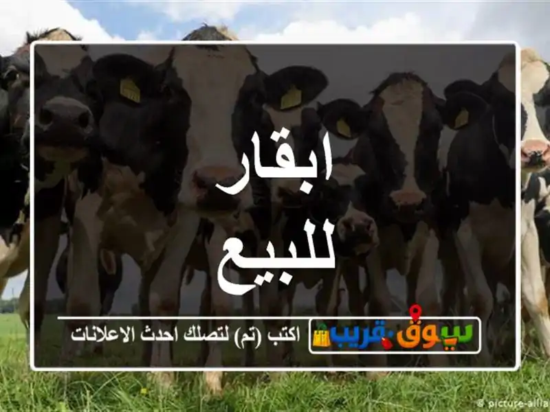 ابقار للبيع