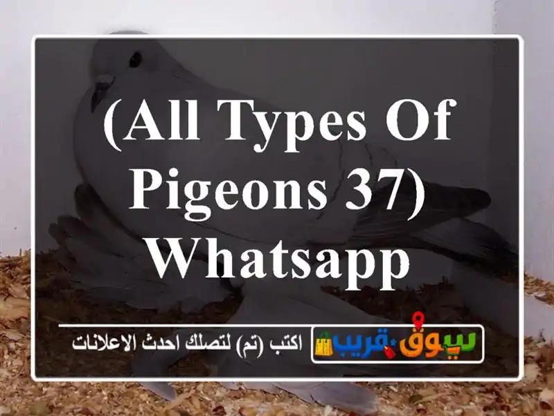 (All types of pigeons 37) WhatsApp