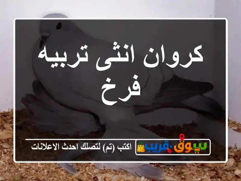 كروان انثى تربيه فرخ