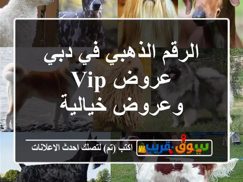الرقم الذهبي في دبي  عروض VIP وعروض خيالية