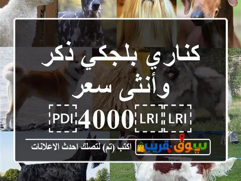 كناري بلجكي ذكر وأنثى سعر ⁦⁦4000⁩⁩