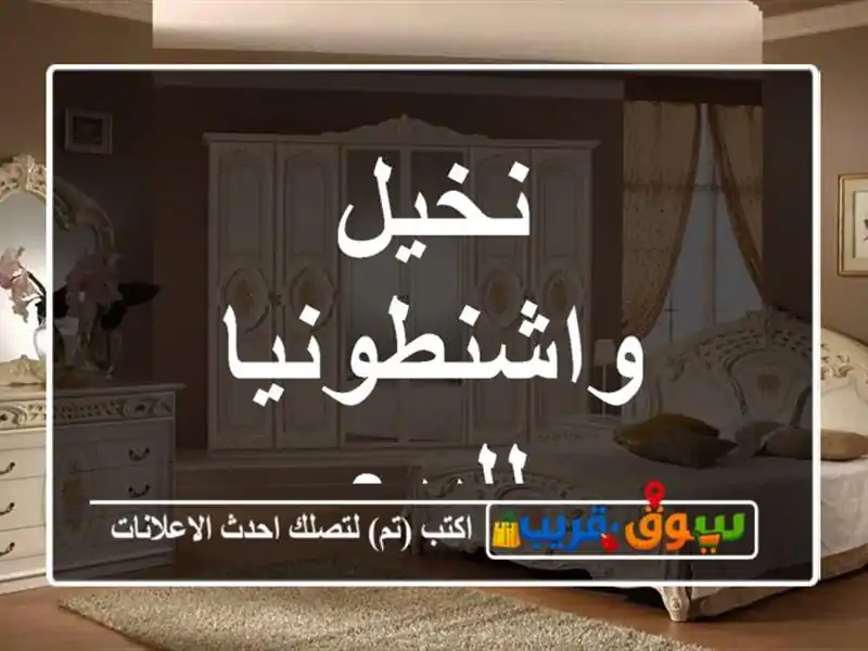 نخيل واشنطونيا للبيع