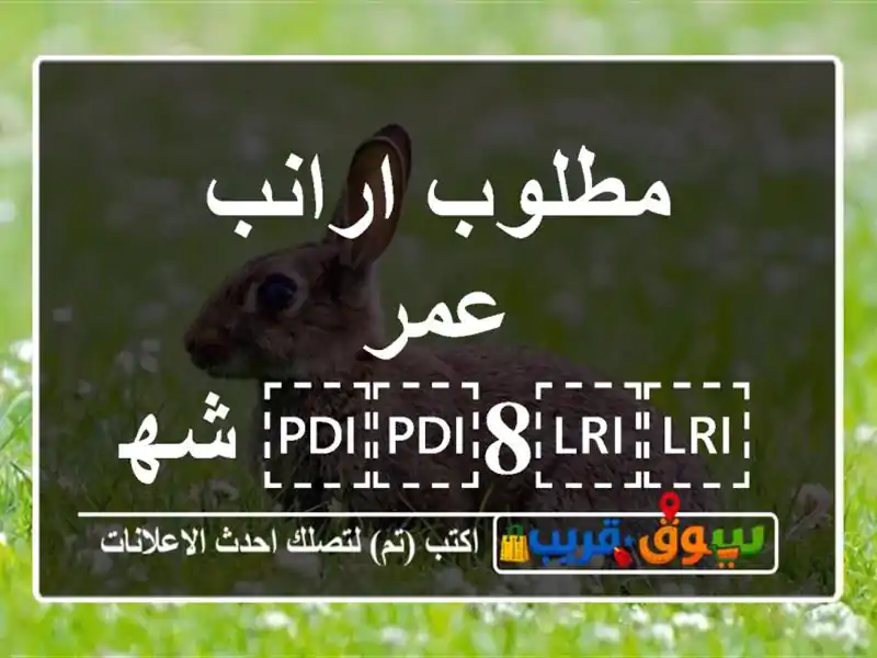 مطلوب ارانب عمر ⁦⁦8⁩⁩ شهور منتج