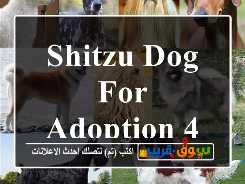 Shitzu dog for adoption 4 years