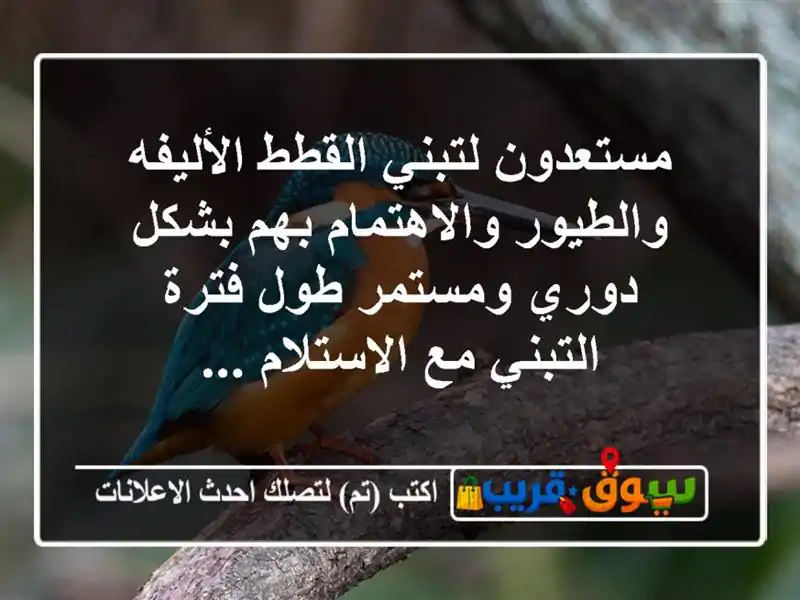 مستعدون لتبني القطط الأليفه والطيور والاهتمام...