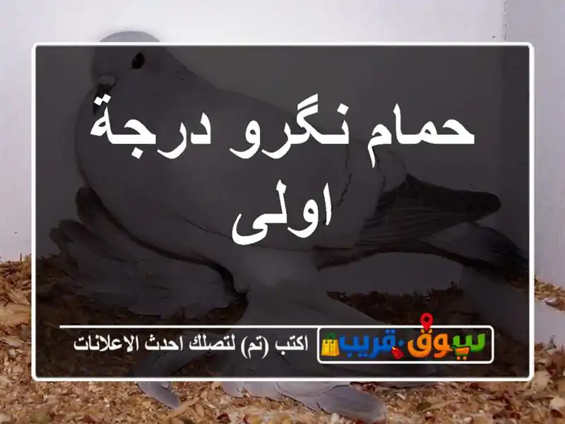 حمام نگرو درجة اولى