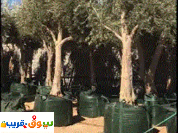 أشجار الزيتون نيبالي محصان نوال الى جميع أنحاء المملكة