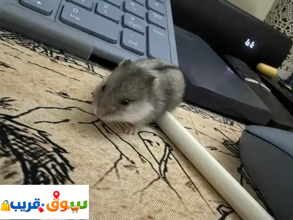 Dwarf Hamsters for 2 bd one piece (3 pcs for 5 bd)