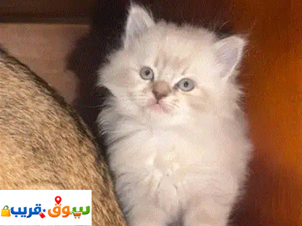 قطط صغيرة