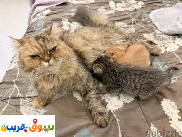 فرصة ذهبية: تبنى قطط صغيرة محبة وصحية (40 يوم) - رفيقك الجديد ينتظرك!