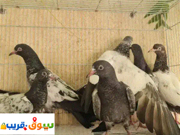 قفص طيور للبيع (3 أقفاص: صغير وكبير) | أسعار تبدأ من 6 ريال | مثالي للحمام والعصافير!