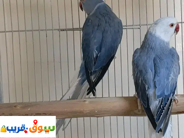 طيور للبيع