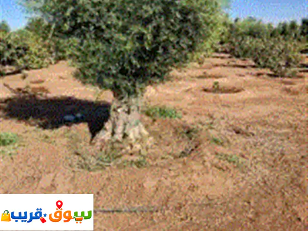 أشجار الزيتون نيبالي محصان نوال الى جميع أنحاء المملكة