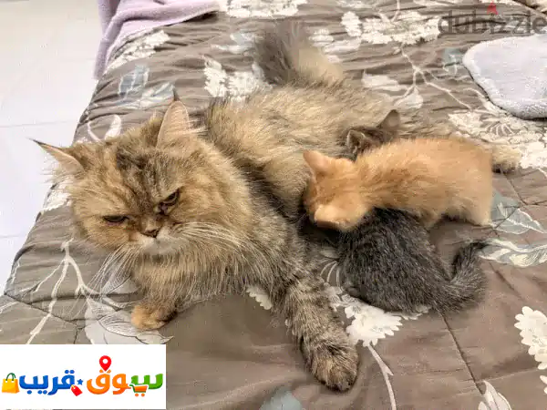 فرصة ذهبية: تبنى قطط صغيرة محبة وصحية (40 يوم) -...