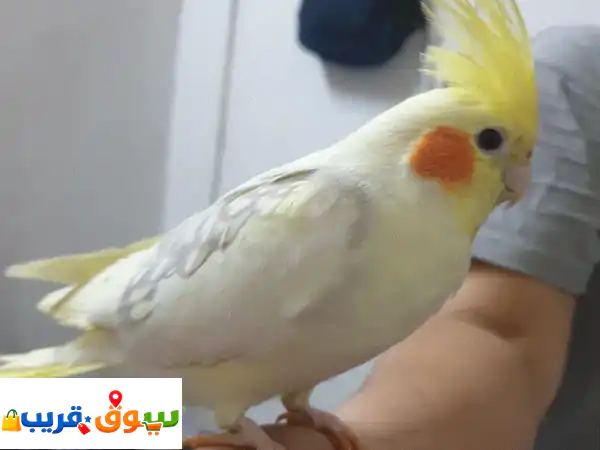 Cocktail Male Bird very friendly for sale