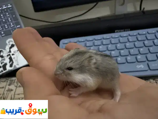 Dwarf Hamsters for 2 bd one piece (3 pcs for 5 bd)