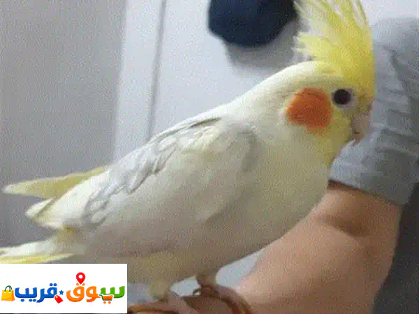 Cocktail Male Bird very friendly for sale