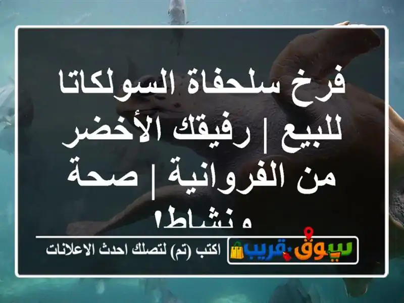 فرخ سلحفاة السولكاتا للبيع | رفيقك الأخضر من...