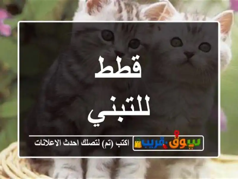 قطط للتبني