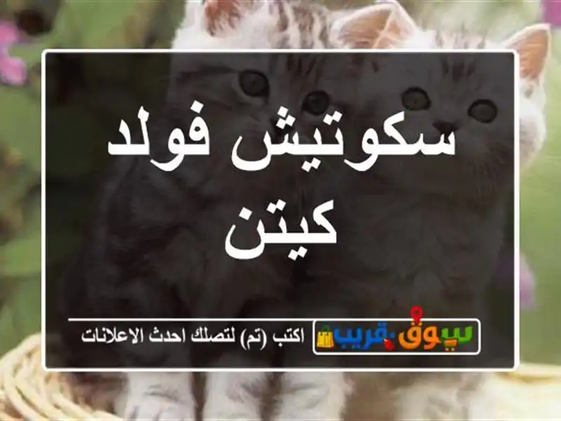 سكوتيش فولد كيتن