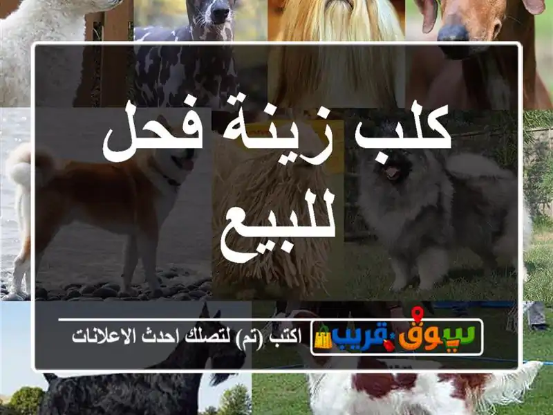 كلب زينة فحل للبيع
