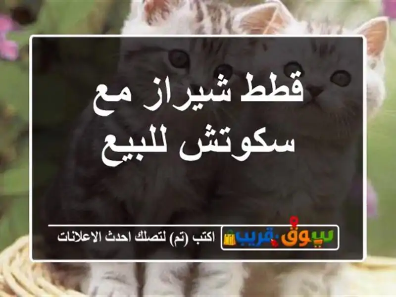 قطط شيراز مع سكوتش للبيع