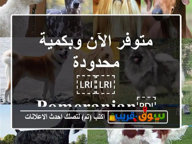 متوفر الآن وبكمية محدودة ⁦⁦Pomeranian⁩⁩ ⁦⁦Teacup⁩⁩