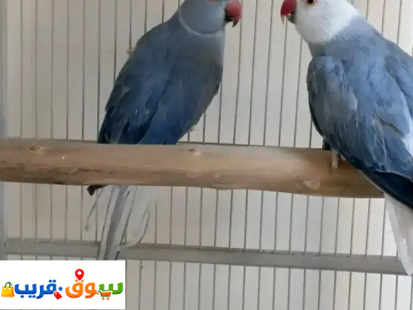 للبيع زوج بلو كلير تيل