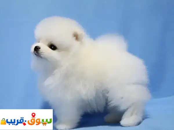جرو بومرينيان تي كب: أضف الدفء لمنزلك! (مدرب ومنزلي)