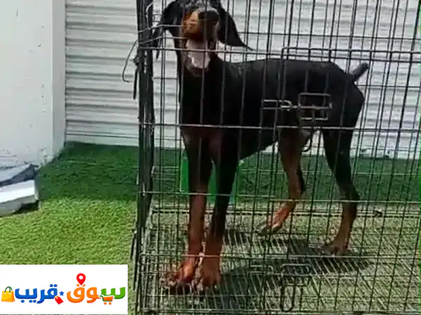 doberman pupies available for sell