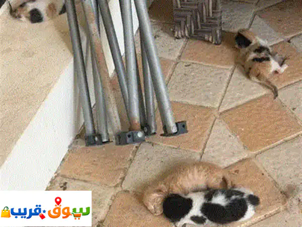 adoption cat's