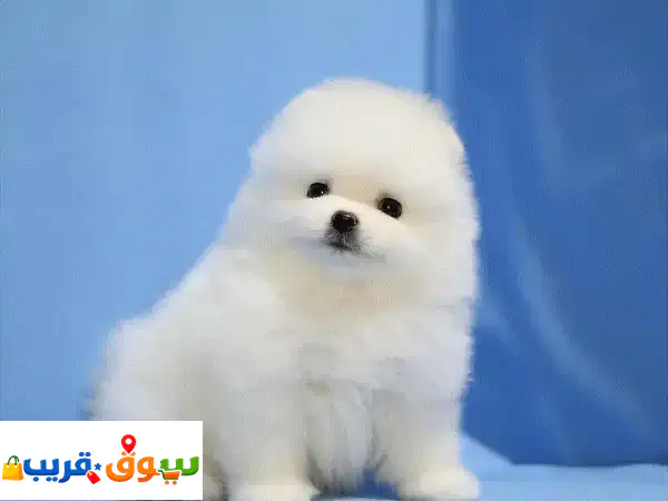 جرو بومرينيان تي كب: أضف الدفء لمنزلك! (مدرب ومنزلي)