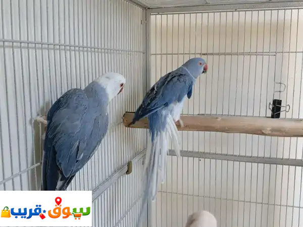 للبيع زوج بلو كلير تيل