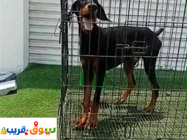 doberman pupies available for sell